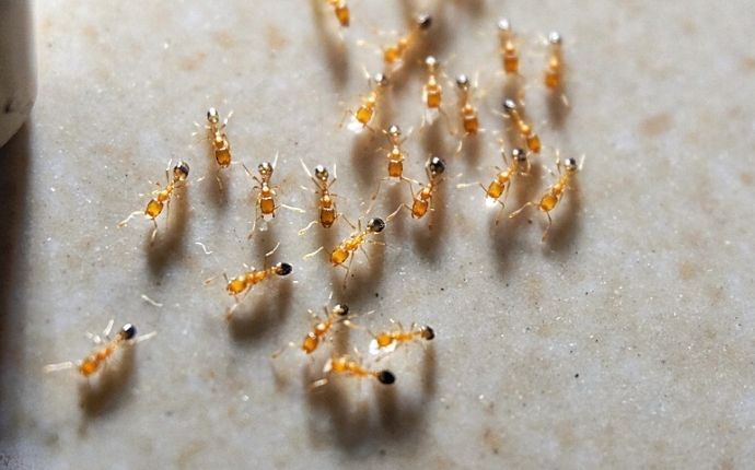 Overhead shot of a group of pharaoh ants
