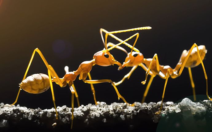 Two crazy ants against a black background