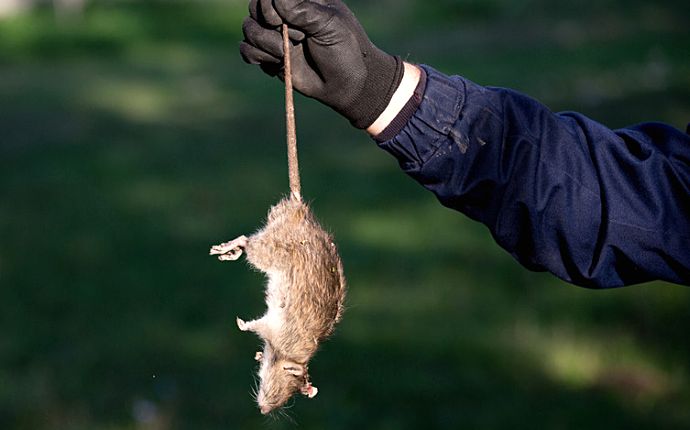 A pest control professional wearing a black glove holding a rat by the tail