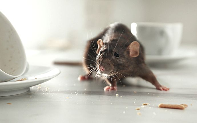 A rat on a white table with teacups and crumbs