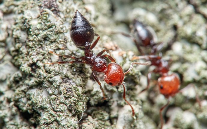 Close-up of two acrobat ants