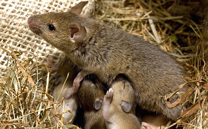 A female mouse nursing her babies