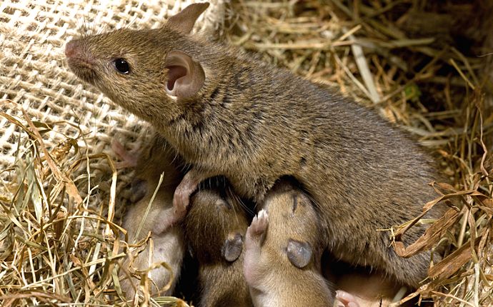 newborn field mice