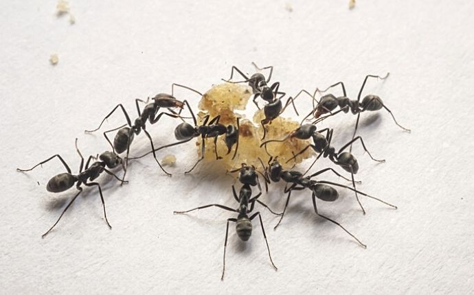 A group of black ants on a crumb