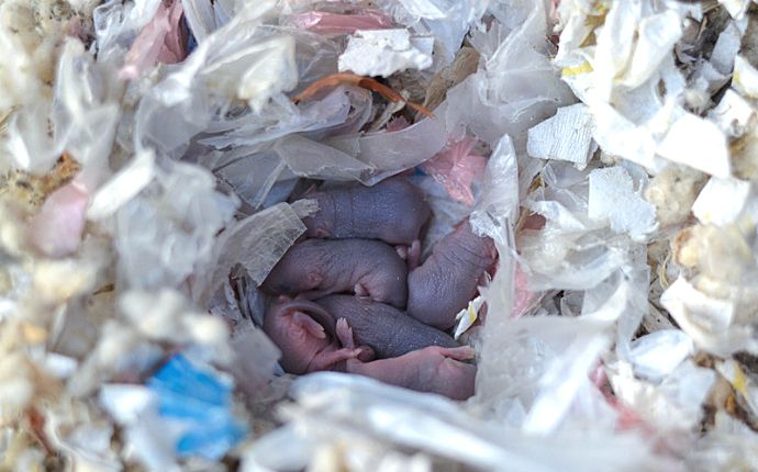 Baby mice burrowed into a mouse nest made of shredded paper and plastic