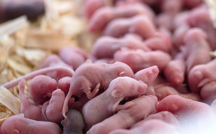 newborn field mice