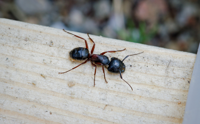 Overhead shot of a carpenter ant on a light wood plank
