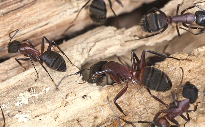A group of carpenter ants coming in and out of a piece of wood