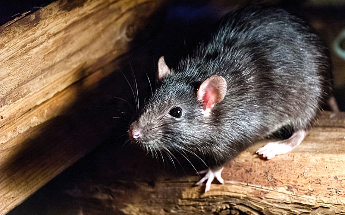Close-up of a black rat in a basement