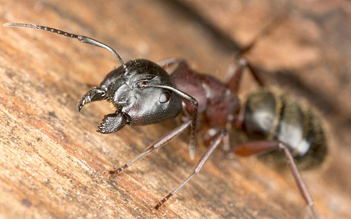 Close-up of a carpenter ant on wood
