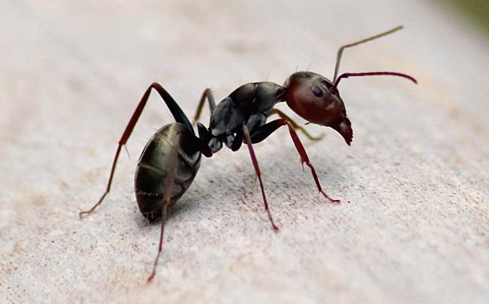 Close-up of a single odorous house ant