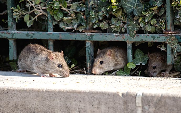 Keeping Indoor & Outdoor Spaces Clean to Avoid Rats in Dallas Homes