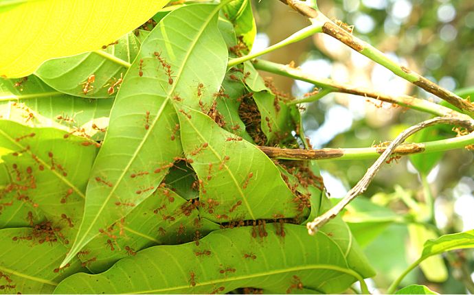A colony of ants crawling over light green leaves on a plant