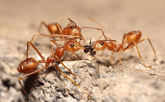 A trio of fire ants preying on a smaller ant