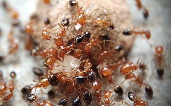 red tropical fire ants feasting over a cake crumb
