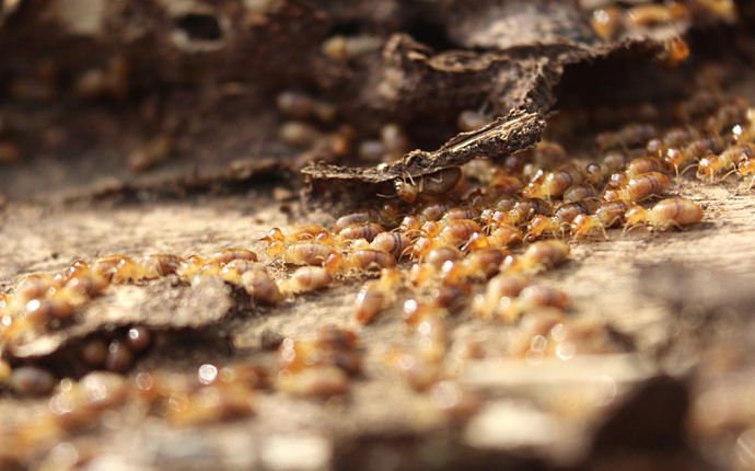 A large number of termites eating through wood
