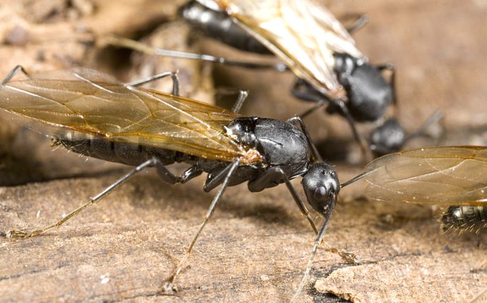 Close-up of two winged carpenter ants