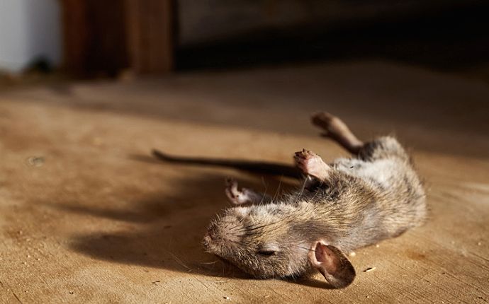 A dead mouse lying on a wooden floor