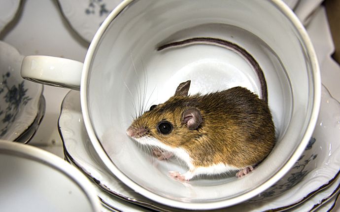 A small mouse in a white porcelain cup