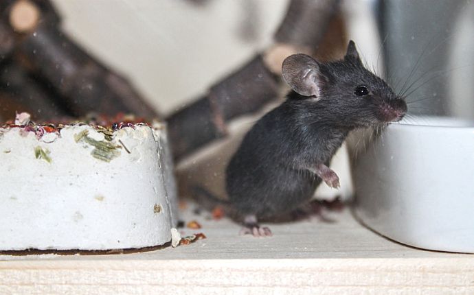 Close-up of a mouse between two white dishes