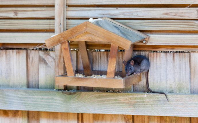 A rat perched on the edge of a wooden bird feeder attached to a wooden fence