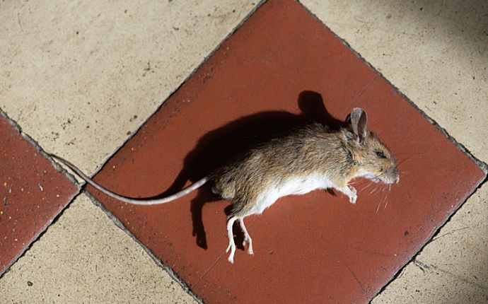A dead mouse on a red and beige tiled floor