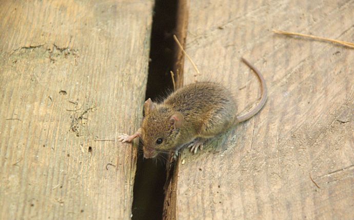 A mouse on wood panels