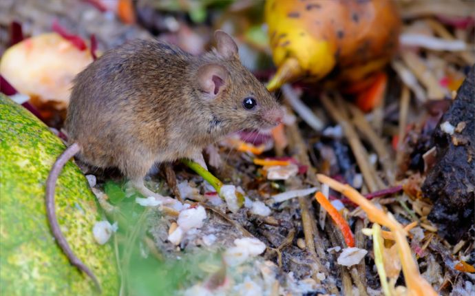 A mouse on a pile of food waste