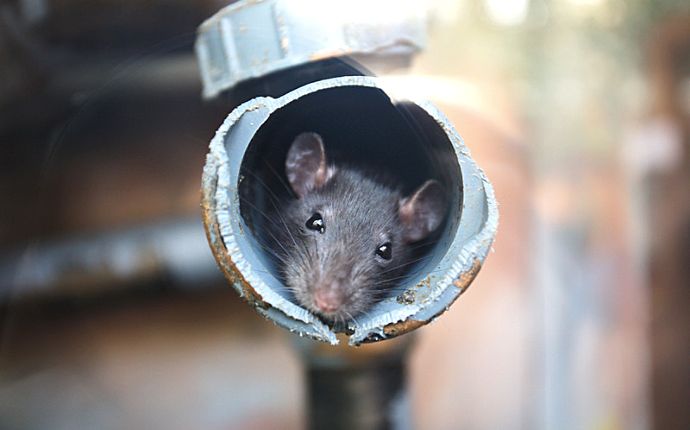 Close-up of a mouse peeking out from the end of a rusty pipe
