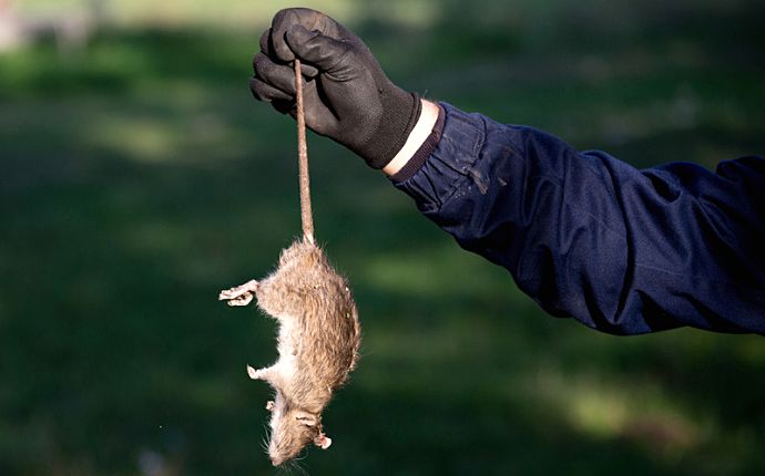 A pest control technician wearing a black glove holding a rodent by the tail