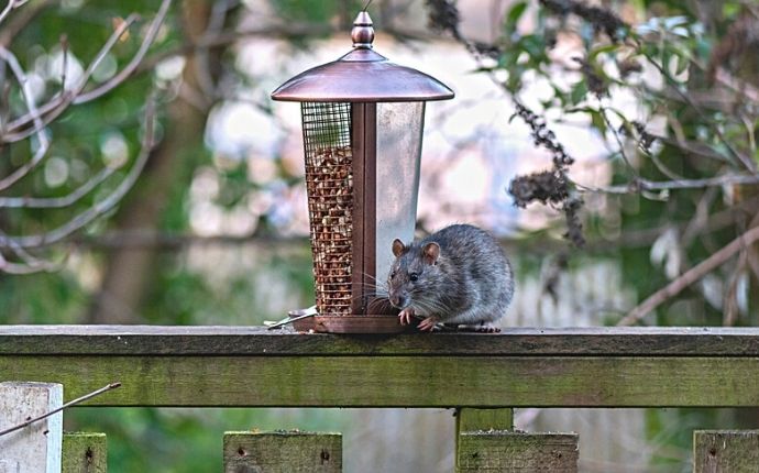 A rat perched next to a bird feeder on a wooden perch