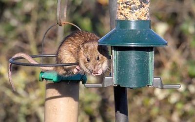 How To Keep Rats Away From Bird Feeders: Our List of Do’s and Don’ts