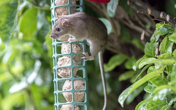 A small rodent clinging to a bird feeder in a tree
