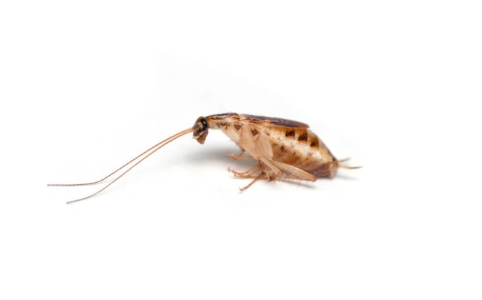 A brown-banded cockroach isolated against a white background