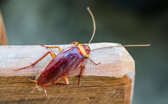Close-up of a cockroach on a plank of wood