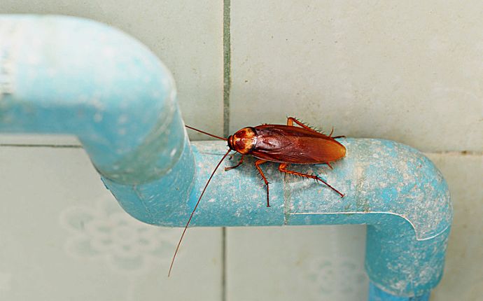 A cockroach perched on a light blue pipe