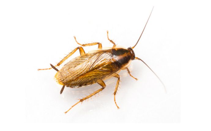 Overhead view of a German cockroach isolated against a white background