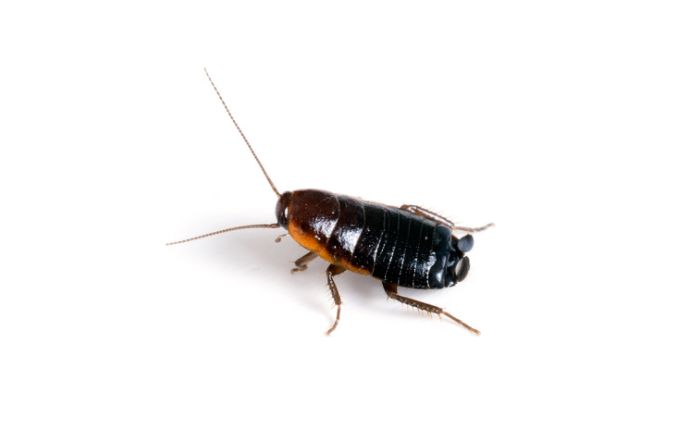 Overhead view of an oriental cockroach isolated against a white background