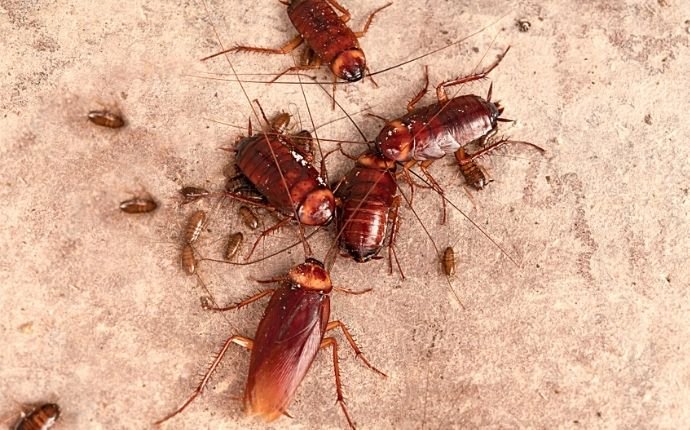 Cockroaches of varying sizes on the floor