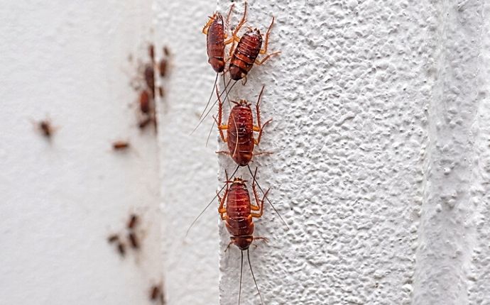 A row of cockroaches on a white wall