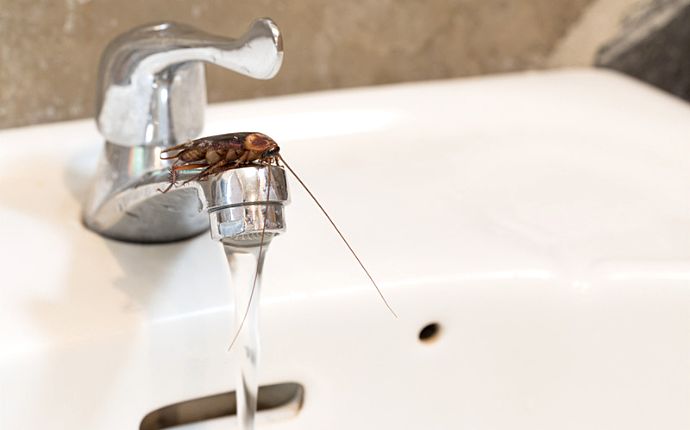 A cockroach perched on top of a running water tap