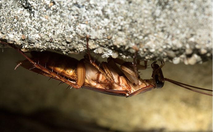 Close-up of a cockroach hiding on the underside of a concrete slab