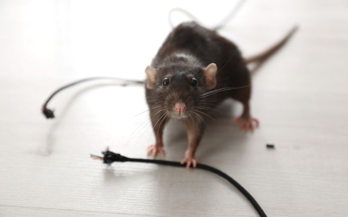 Close-up of a rat on white flooring with a black wire that it has chewed through