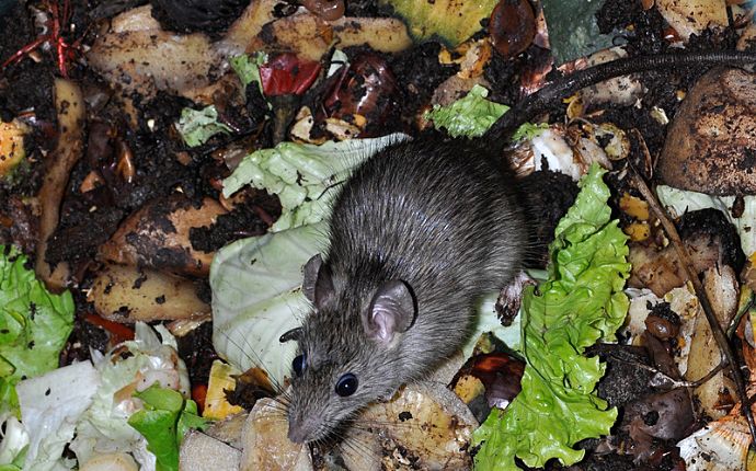 Overhead shot of a rat in a compost heap