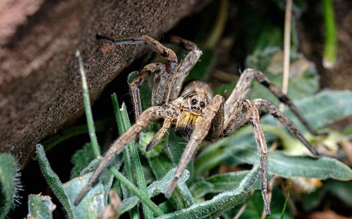 Close-up of a wolf spider in grass