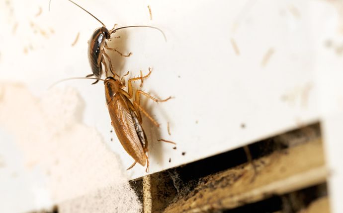 Problems Caused by Cockroaches for Houston Homeowners