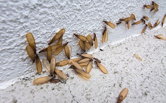 Some swarmer termites and discarded wings along a white wall