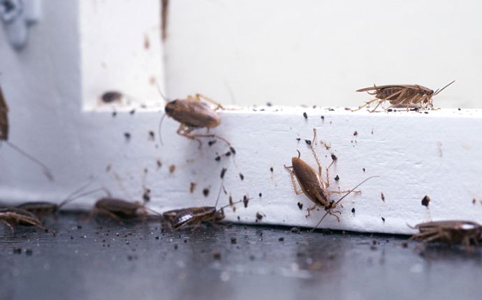 Several cockroaches and their excrement on a white baseboard