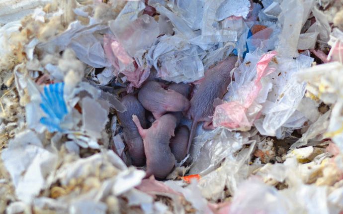 A group of newborn rats in a nest made of shredded paper and debris