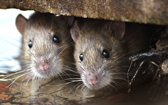 Two rats hiding beneath a concrete sewer entrance